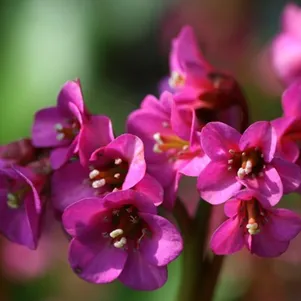 

Бадан Эроика