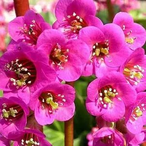 

Бадан Могенроте