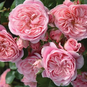 

Роза Байландо флорибунда, Тантау (лиц)