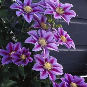 

Клематис Барбара Джекман крупноцветковый (2)