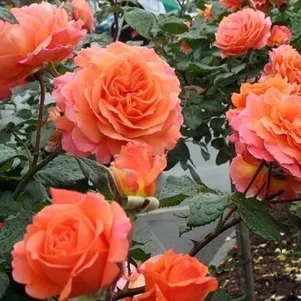 

Роза Салмон кустарниковая, Imperial Rose