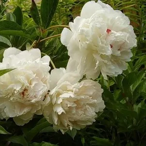 

Пион Ледяной бриз белый