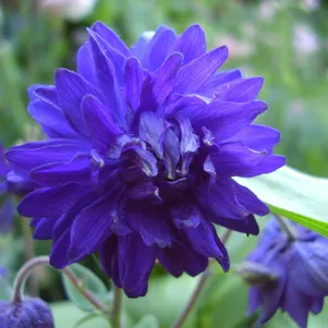 

Аквилегия Блу Барлоу