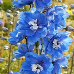 

Дельфиниум Пацифик Блю Берд