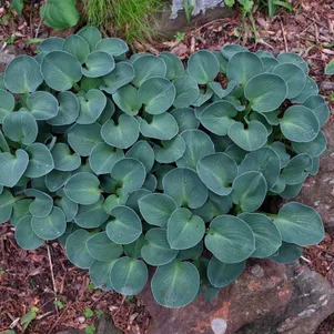 

Хоста Блу Маус Иэрз (S)