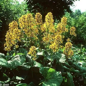 

Бузульник Грегиног Голд