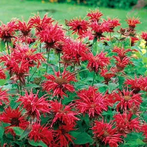 

Монарда Кембридж Скарлет