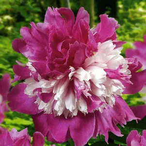 

Пион Селебрити