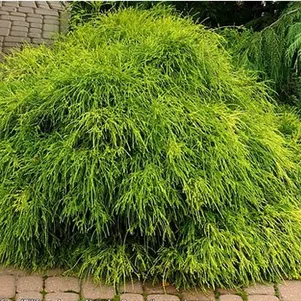 

Кипарисовик горохоплодный Филифера Нана