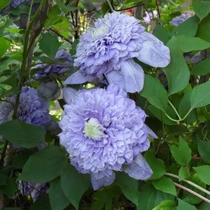 

Клематис Блу Лайт (Голубой свет) махровый (2)