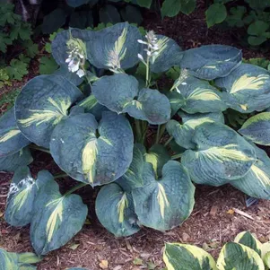 

Хоста Дрим Квин (M)