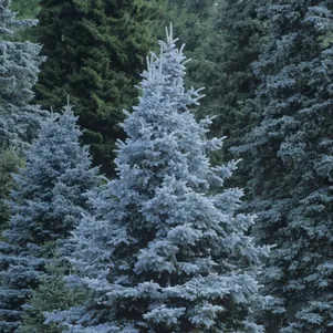 

Ель колючая Кейбаб