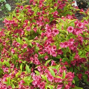 

Вейгела Бригелла