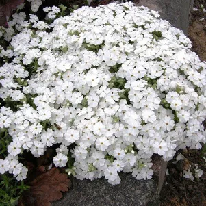 

Флокс шиловидный Майшнее