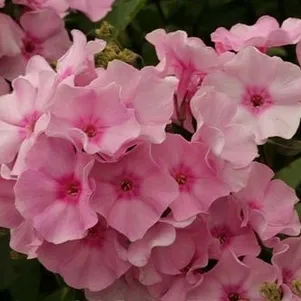 

Флокс Майес Копийн метельчатый