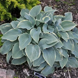 

Хоста Фростед Димплес (M)