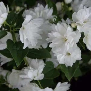 

Чубушник Фрости Морн