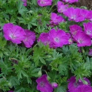 

Герань садовая Макс Фрай