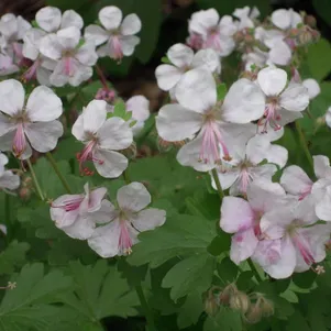 

Герань Биоково кембриджская