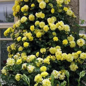 

Роза Голдкрест плетистая, Imperial Rose
