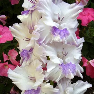 

Гладиолус Голубая Бабочка