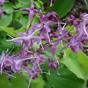 

Горянка крупноцветковая Лилафи