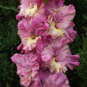 

Гладиолус Град Китеж