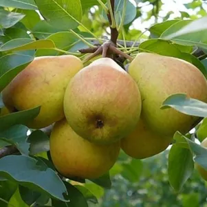 

Груша Память Жегалова