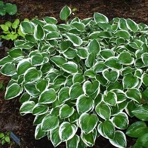 

Хоста Даймонд Тиара (SM)