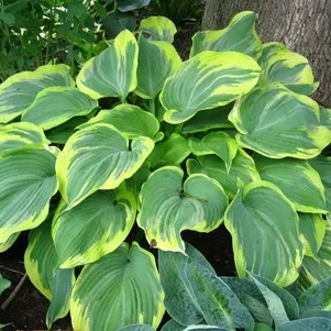 

Хоста Ирс Энджел (L)