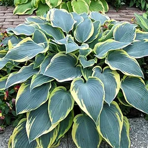 

Хоста Роберт Фрост (M)