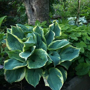 

Хоста Пайзаз (SM)