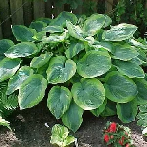 

Хоста Олив Бэйли Лангдон (L)