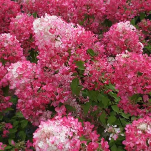 

Гортензия Пинк Даймонд (Розовый бриллиант) метельчатая