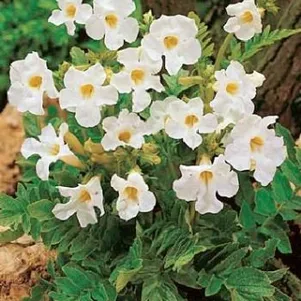 

Инкарвиллея Снотоп