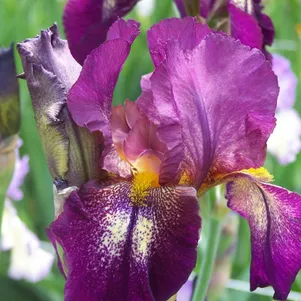 

Ирис бородатый Эттешн Плиз