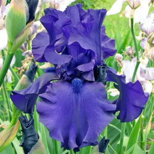 

Ирис бородатый Даски Челленджер