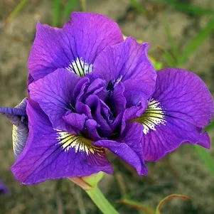 

Ирис сибирский Дабл Стандарт