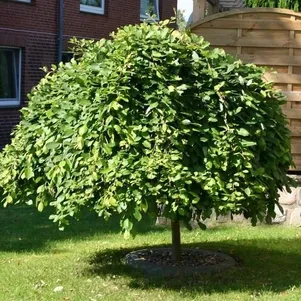 

Ива козья Килмарнок на штамбе 120 см