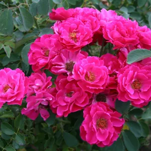 

Роза Джон Франклин канадская парковая (лиц)