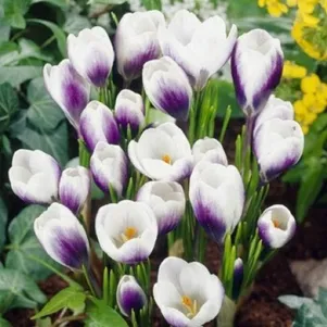 

Крокус Принц Клаус 15 шт