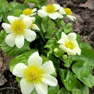 

Калужница Альба