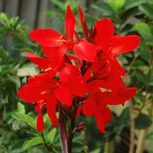 

Канна Файерберд