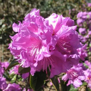 

Рододендрон П Ж М Элит