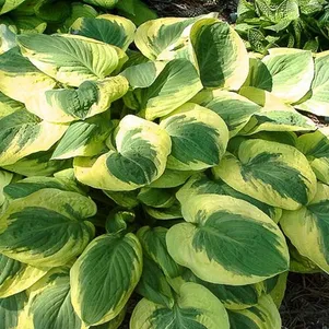 

Хоста Карнавал (ML)