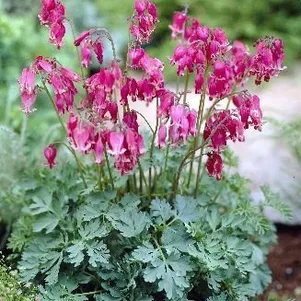 

Дицентра Кинг оф Хартс