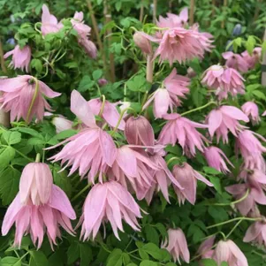 

Клематис (Княжик) Кантри Роуз (Розовая страна) махровый (1)