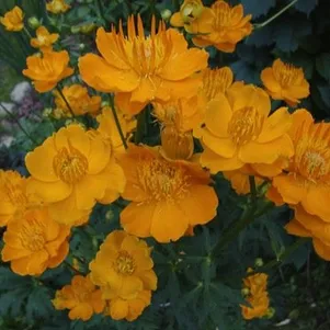 

Купальница Голден Квин