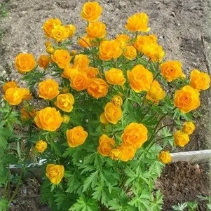 

Купальница Оранж Принцесс