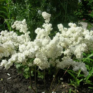 

Лабазник (таволга) Плена